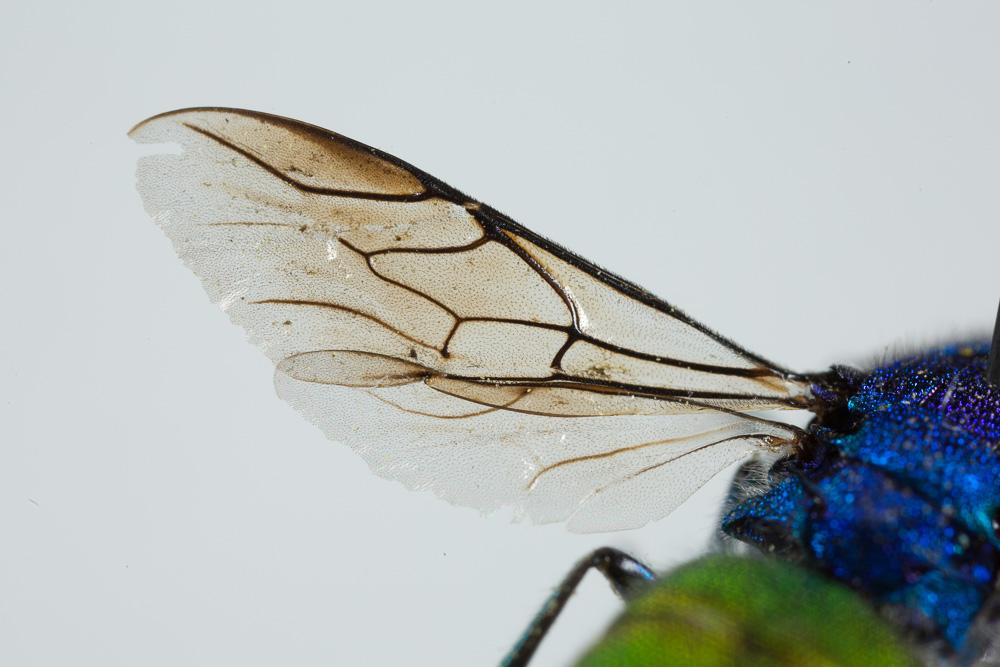  Chrysura refulgens