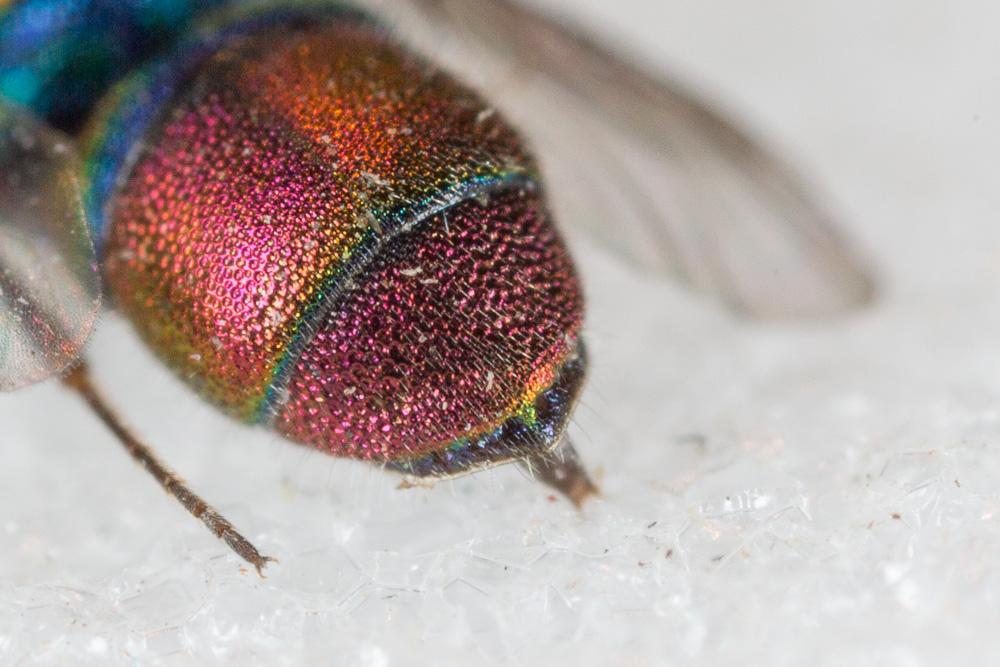  Chrysis cortii Linsenmaier, 1951