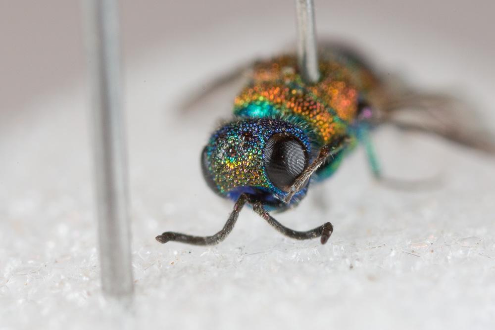  Chrysis cortii Linsenmaier, 1951
