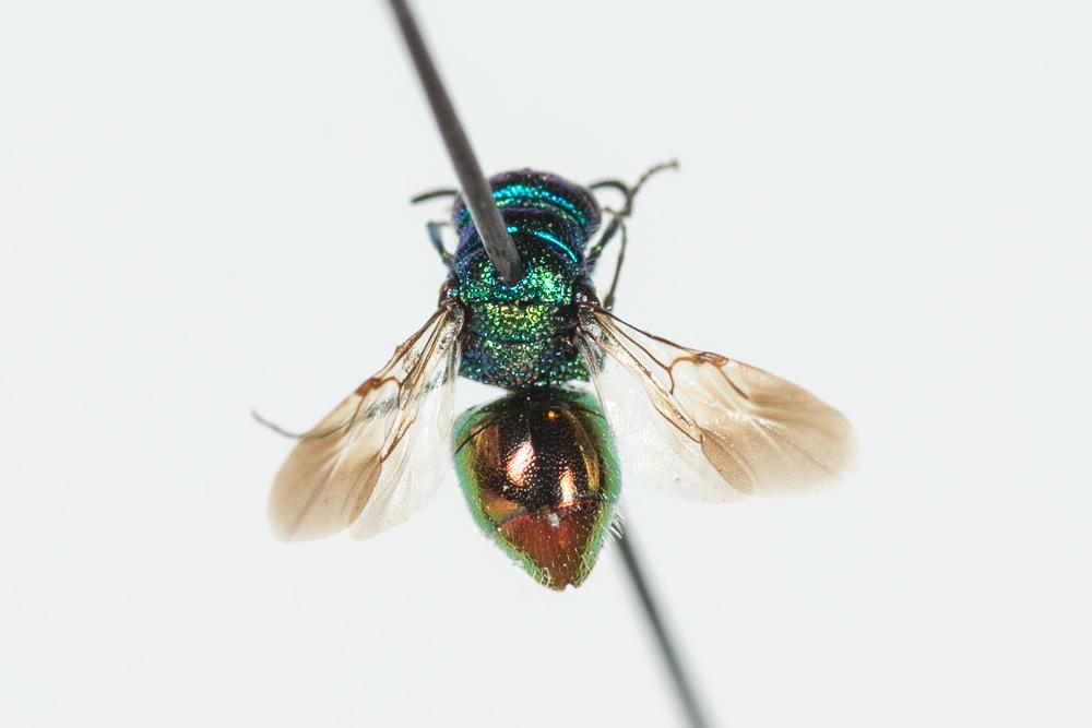 Pseudomalus auratus