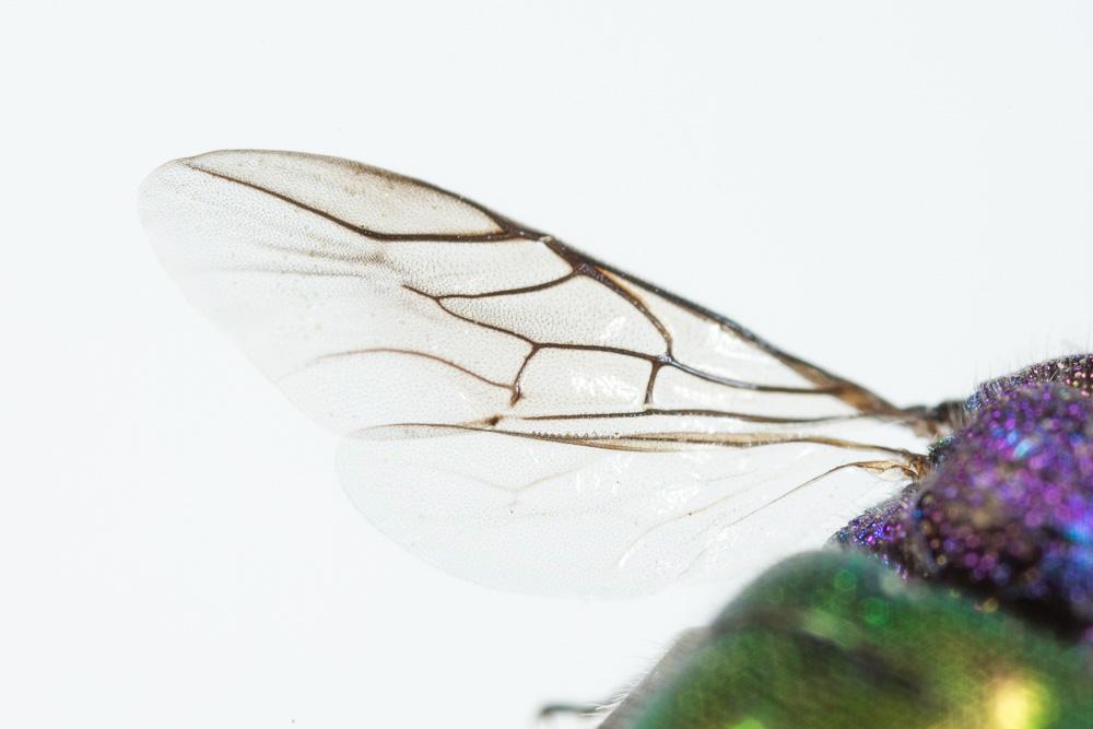 Chrysis sexdentata