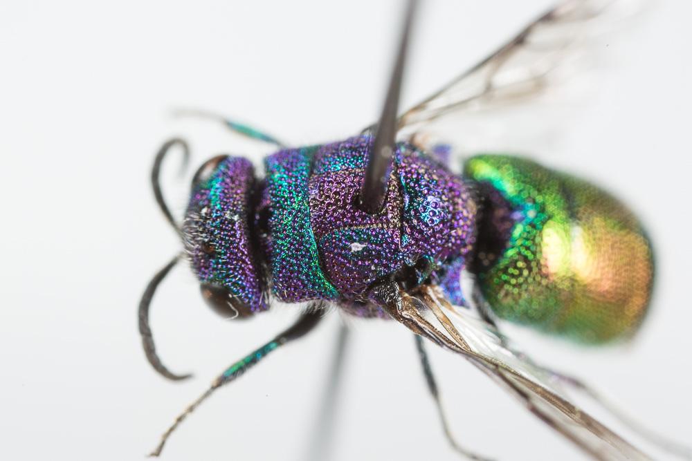  Chrysis sexdentata