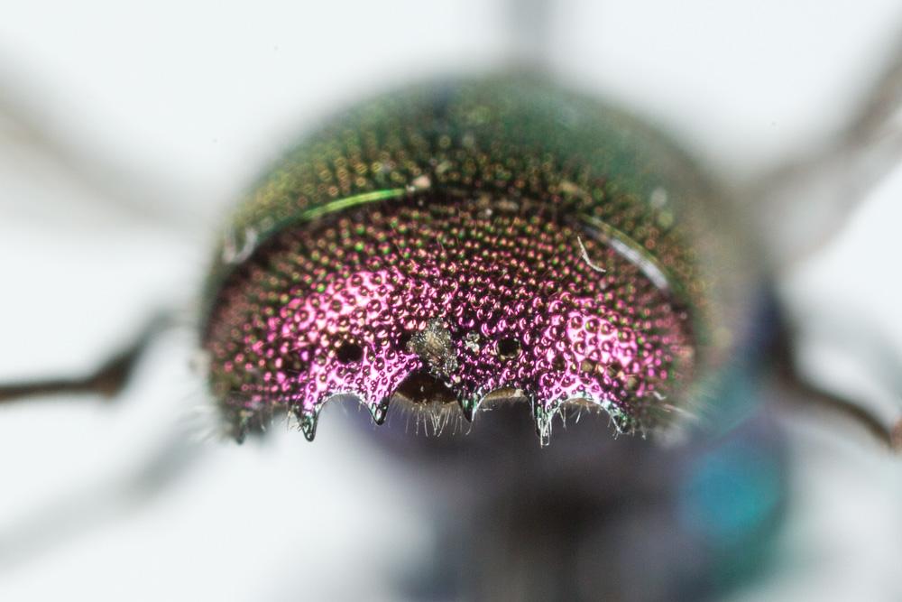  Chrysis sexdentata