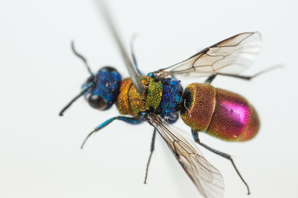  Chrysura dichroa (Dahlbom, 1854)
