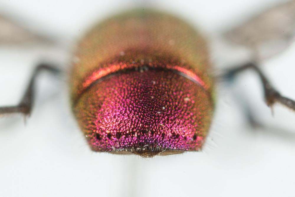  Chrysura dichroa (Dahlbom, 1854)