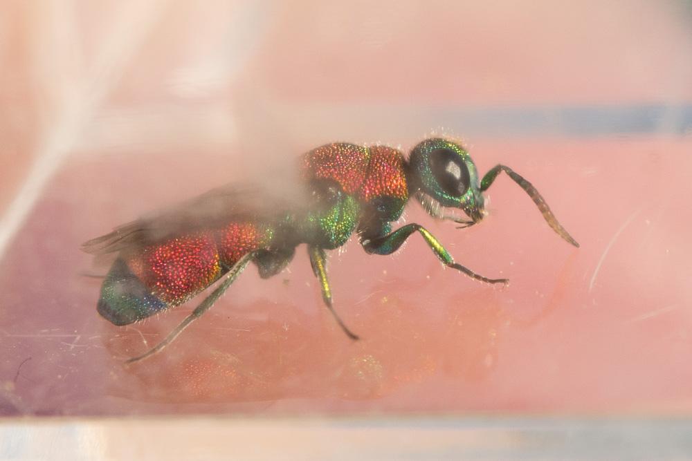  Chrysis viridula Linnaeus, 1760