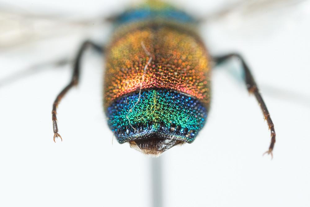  Chrysis viridula Linnaeus, 1760