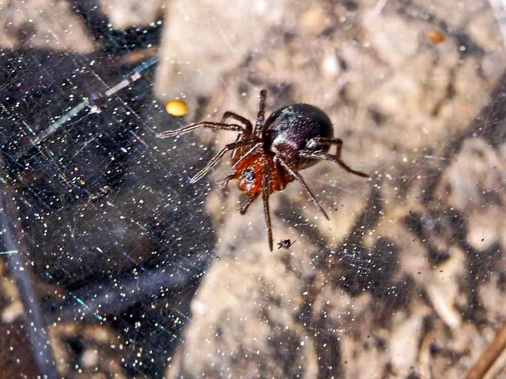 Agélène à labyrinthe Agelena labyrinthica (Clerck, 1758)