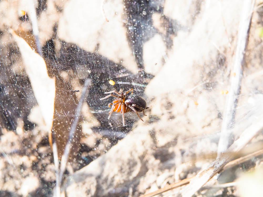 Agélène à labyrinthe Agelena labyrinthica (Clerck, 1758)