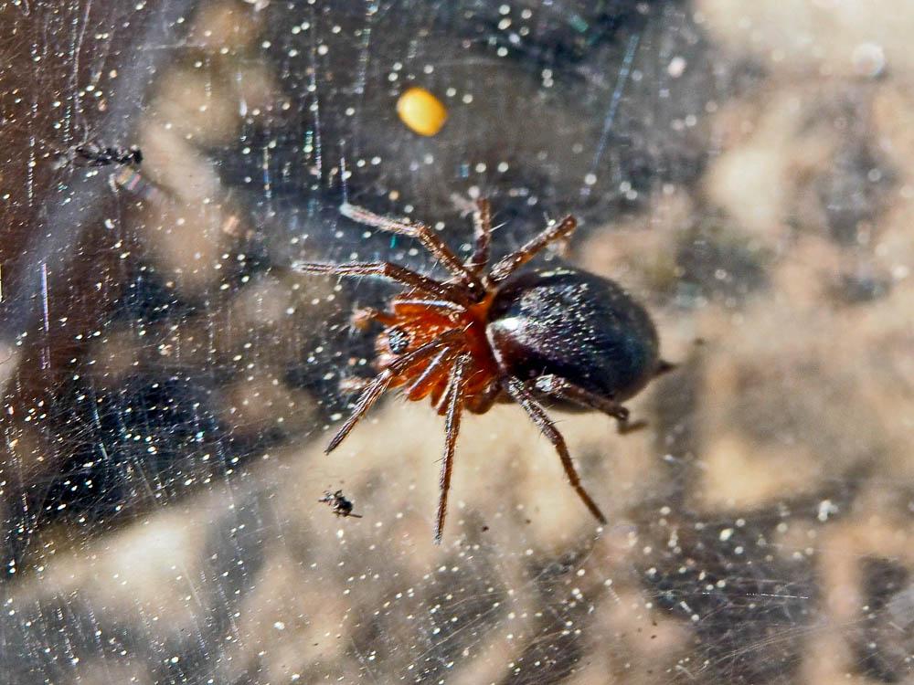 Agélène à labyrinthe Agelena labyrinthica (Clerck, 1758)