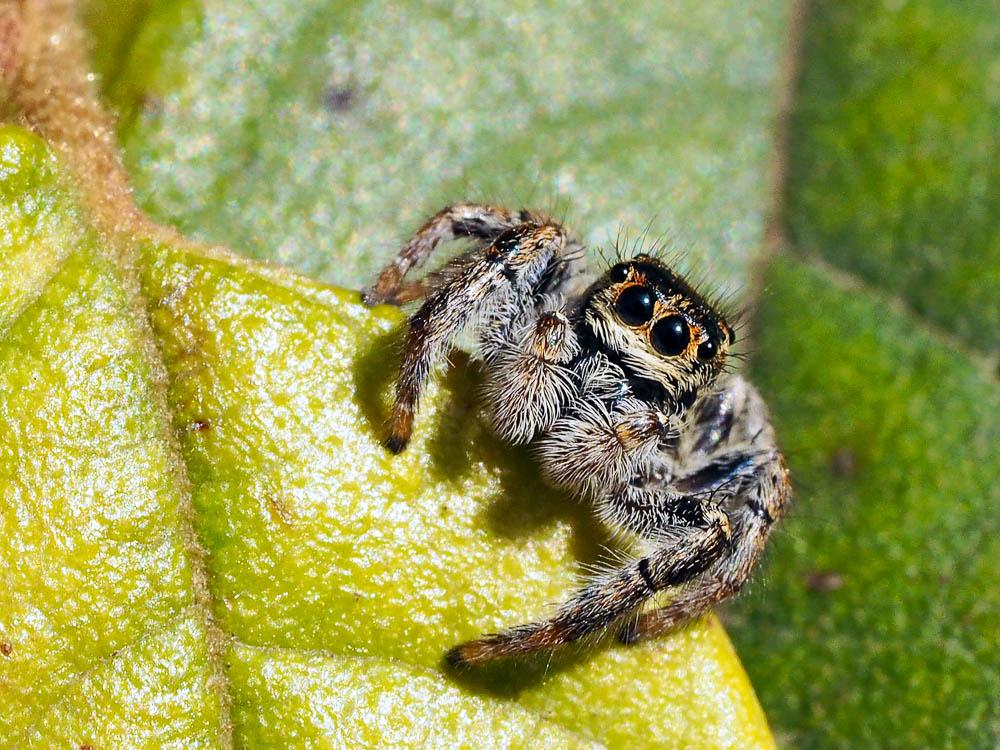 Carrhotus xanthogramma (Latreille, 1819)