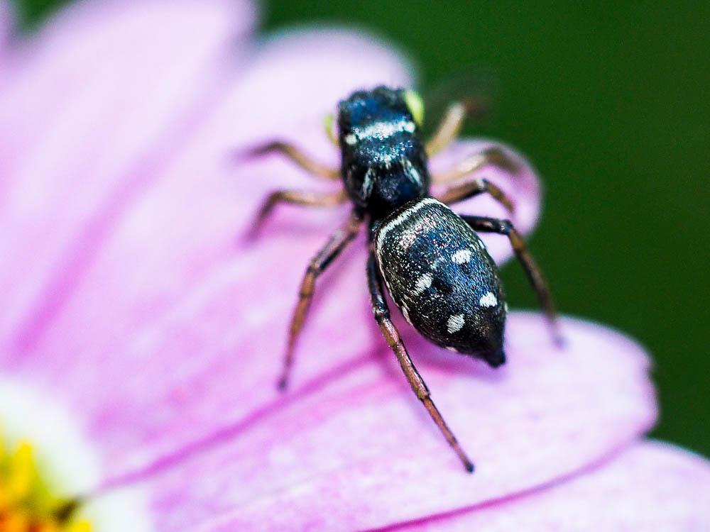 Saltique cuivré Heliophanus cupreus (Walckenaer, 1802)