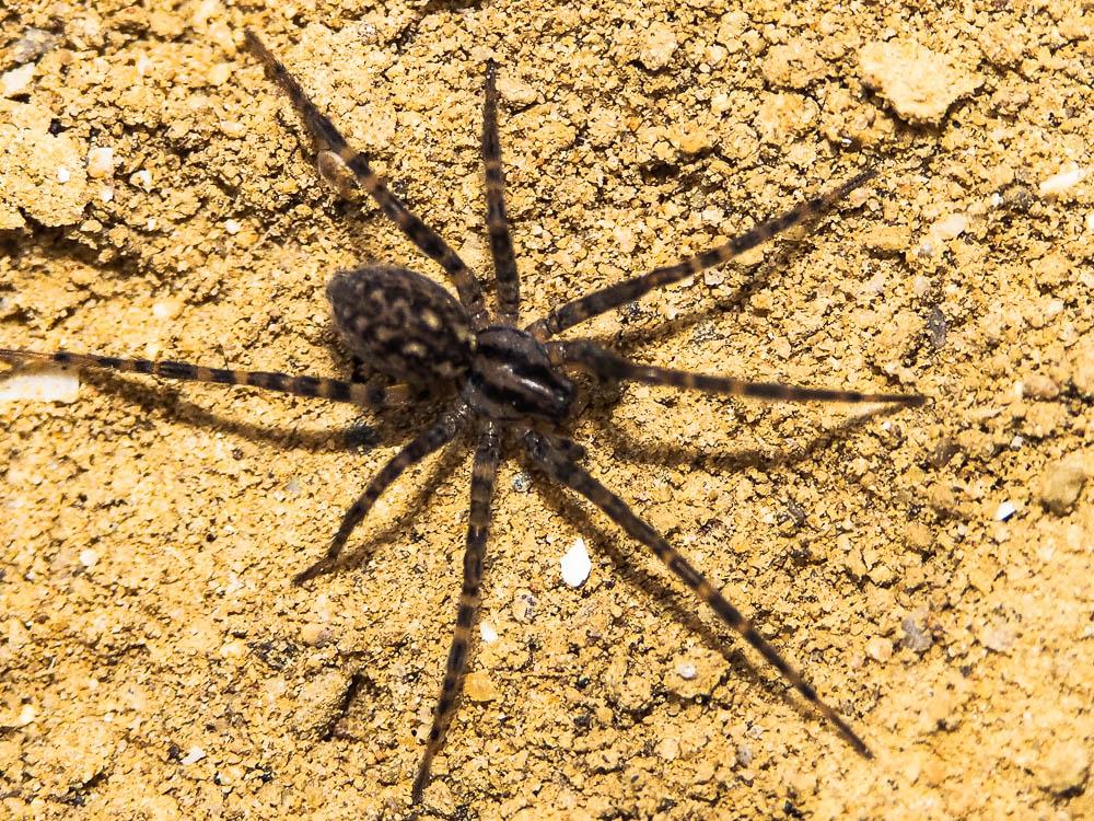  Tegenaria hasperi Chyzer, 1897