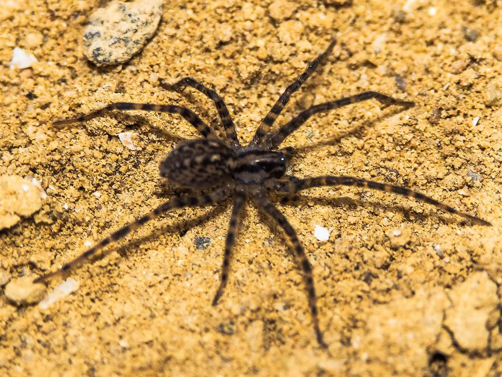  Tegenaria hasperi Chyzer, 1897