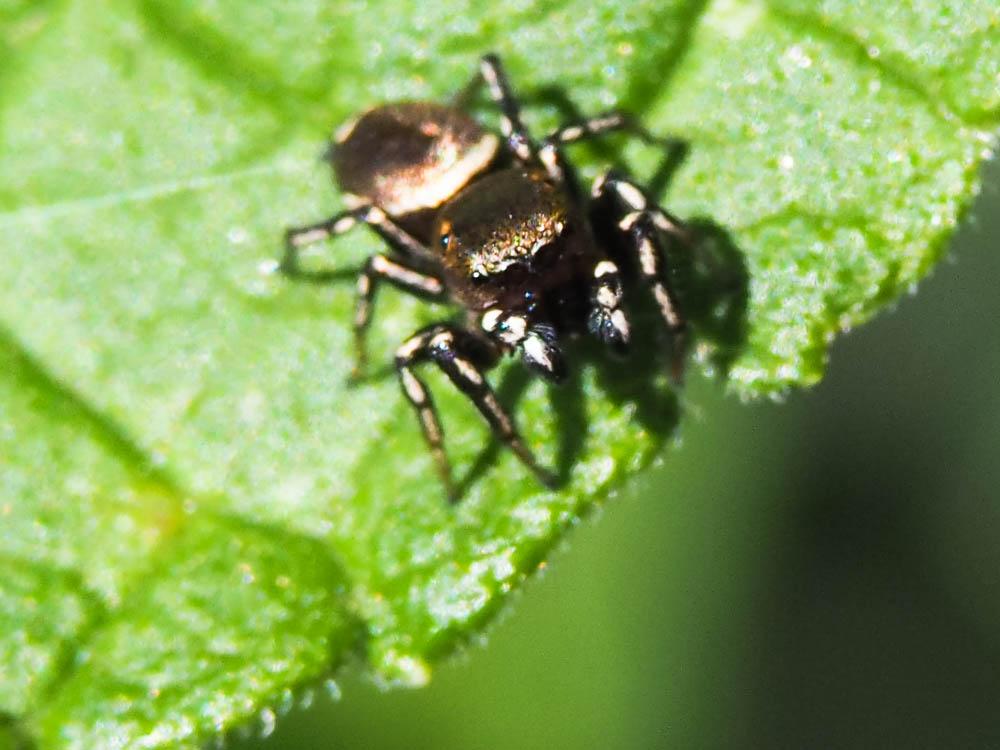 Saltique cuivré Heliophanus cupreus (Walckenaer, 1802)