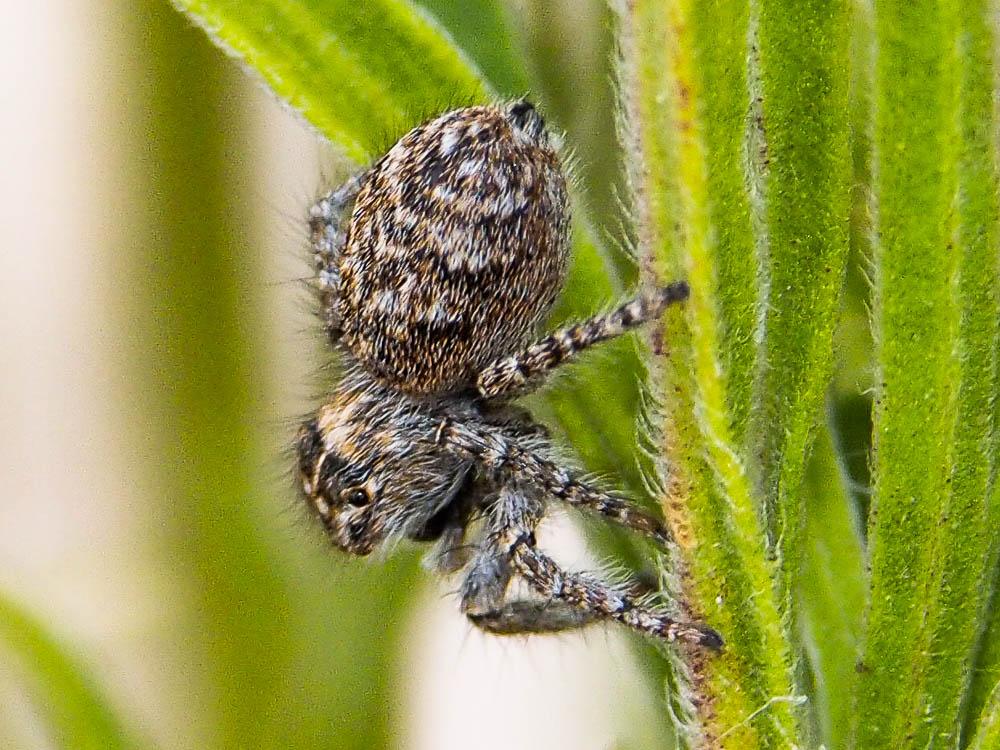 Saltique sanguinolent Philaeus chrysops (Poda, 1761)