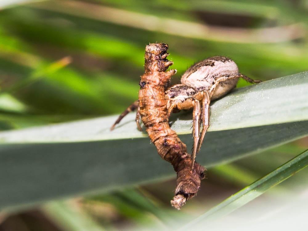 Xystique Xysticus
