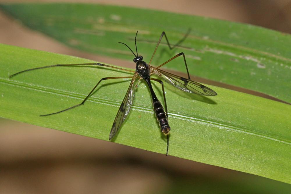 Ptychoptera paludosa Meigen, 1804