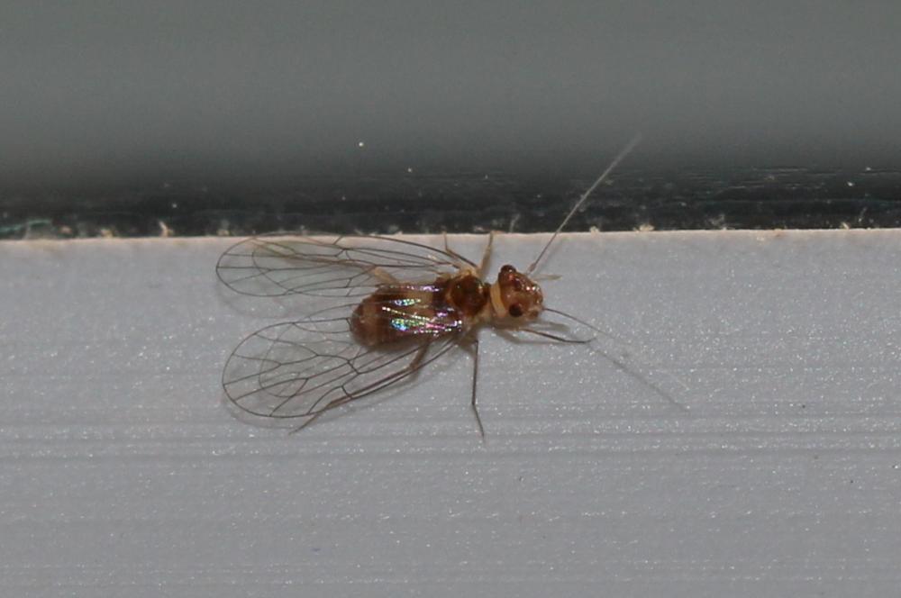 Psyllipsocus ramburii Selys-Longchamps, 1872