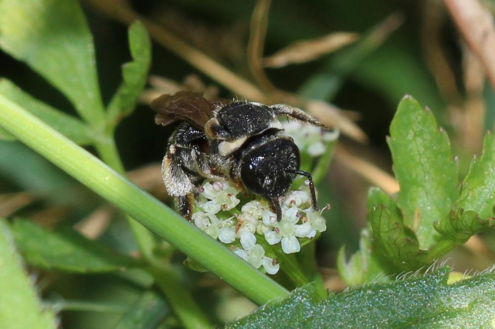  Nomiapis diversipes (Latreille, 1806)