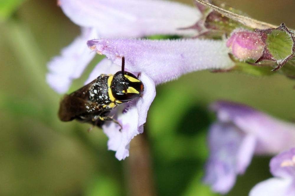Hylaeus pictus (Smith, 1853)