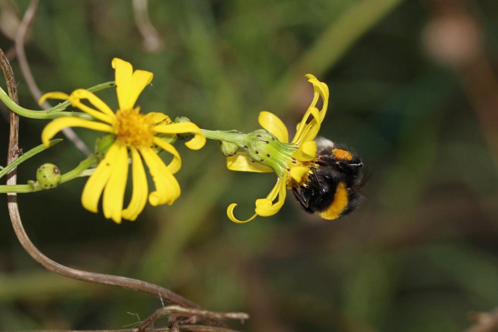  Bombus Latreille, 1802