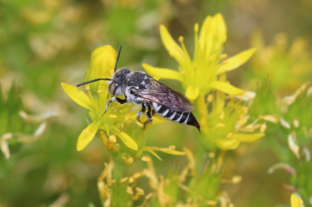 Coelioxys Latreille, 1809