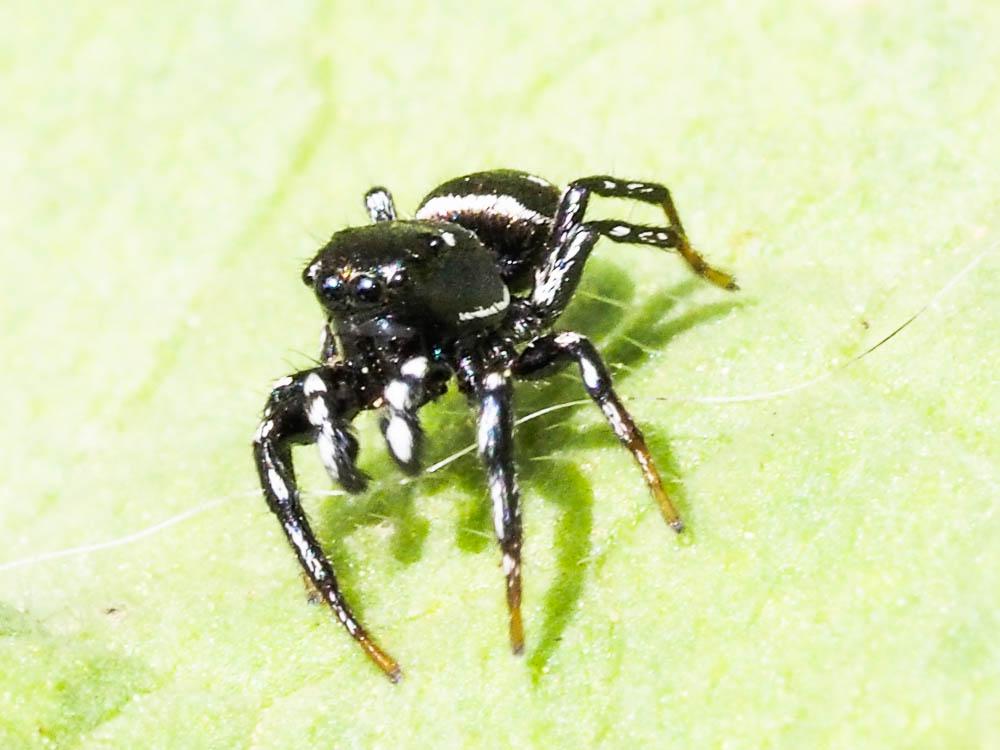  Heliophanus apiatus Simon, 1868