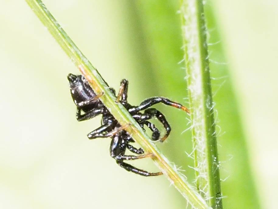  Heliophanus apiatus Simon, 1868