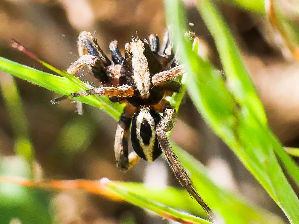  Alopecosa albofasciata (Brullé, 1832)