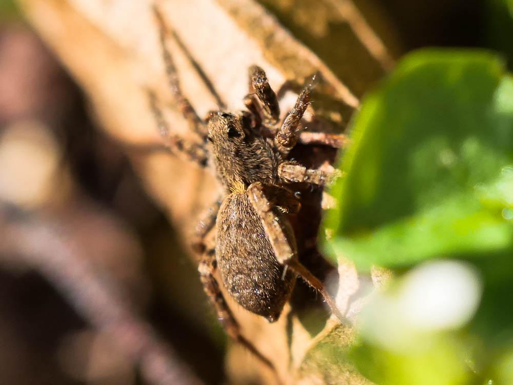 Alopecosa albofasciata (Brullé, 1832)