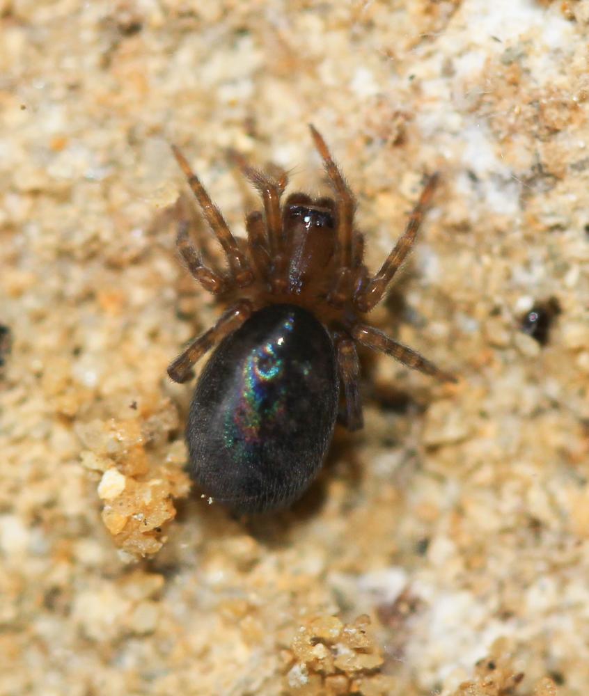 Amaurobius erberi (Keyserling, 1863)