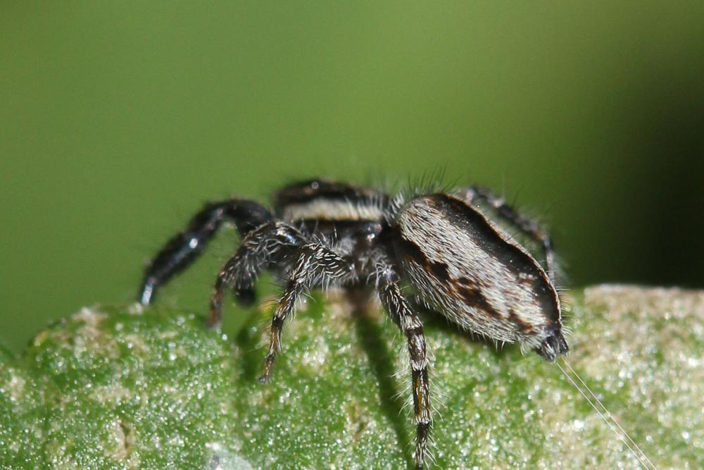Pseudicius encarpatus (Walckenaer, 1802)