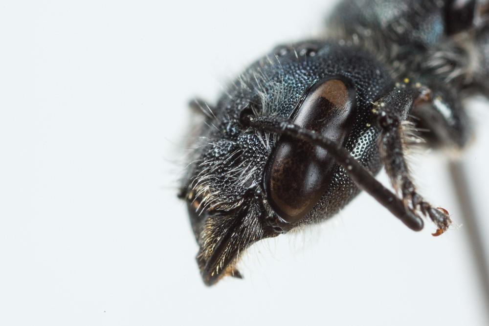 Osmia cephalotes Morawitz, 1870