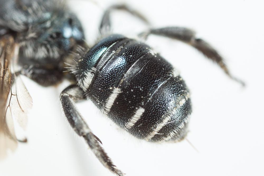 Osmia cephalotes Morawitz, 1870