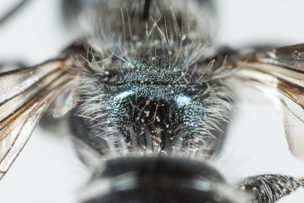  Osmia cephalotes Morawitz, 1870