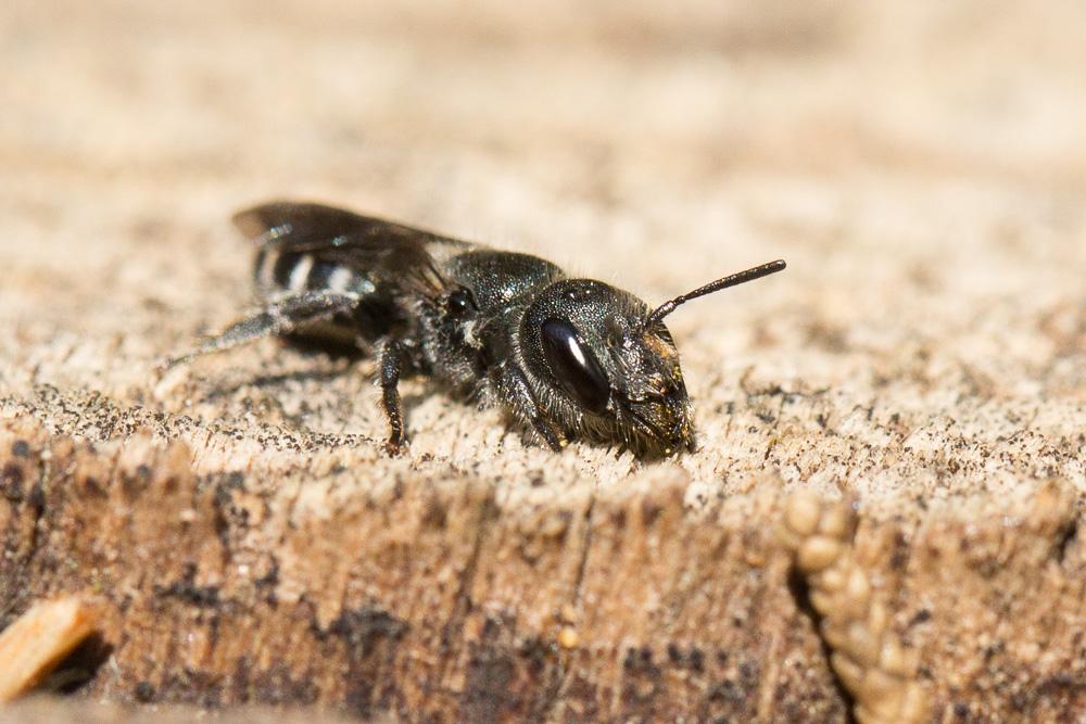 Osmia cephalotes Morawitz, 1870