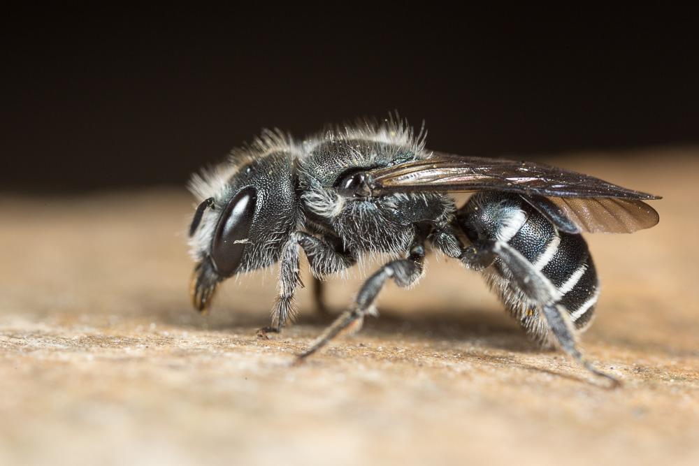 Osmia cephalotes Morawitz, 1870
