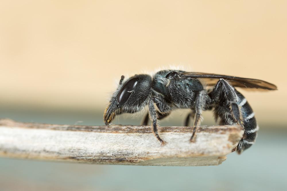  Osmia cephalotes Morawitz, 1870