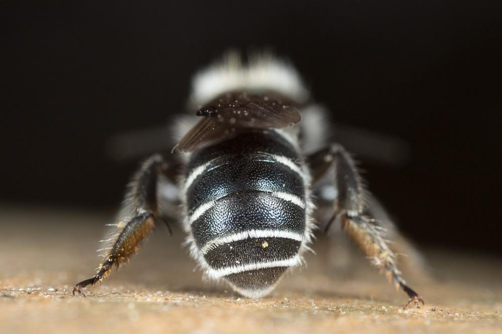 Osmia cephalotes Morawitz, 1870