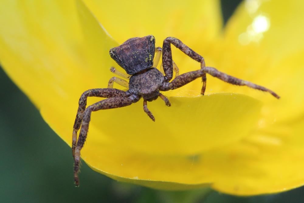 Thomise tronqué Pistius truncatus (Pallas, 1772)