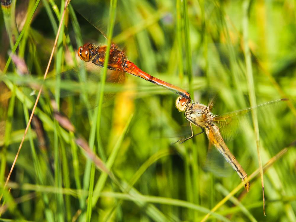 Sympétrum jaune d'or (Le) Sympetrum flaveolum (Linnaeus, 1758)
