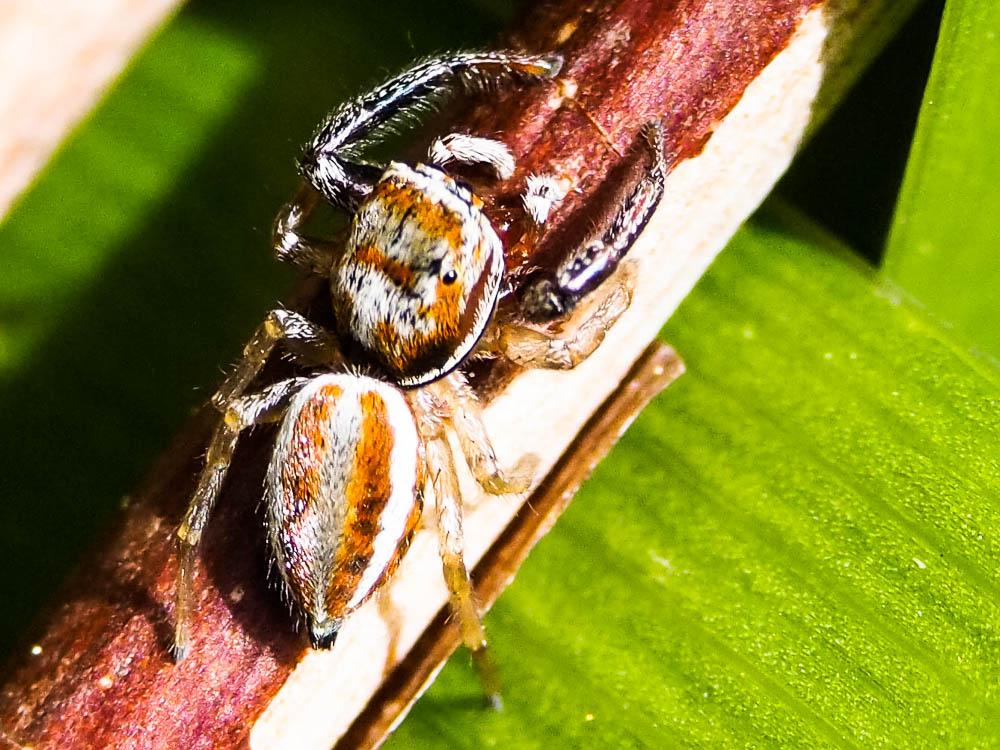  Icius hamatus (C.L. Koch, 1846)
