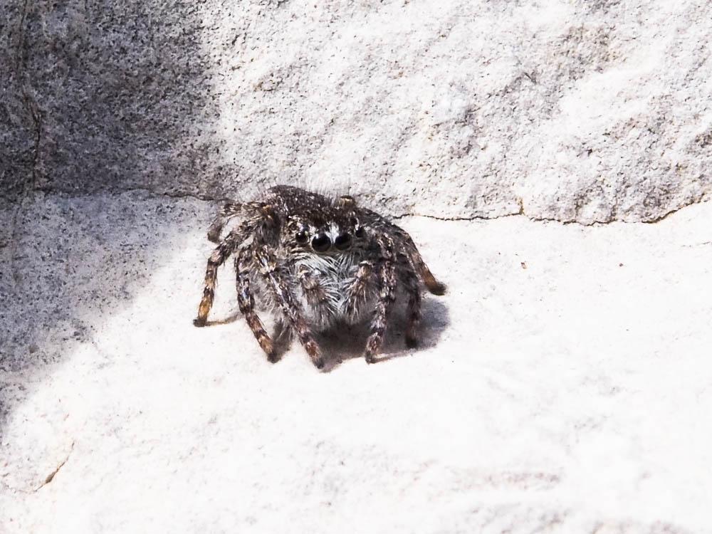 Saltique sanguinolent Philaeus chrysops (Poda, 1761)