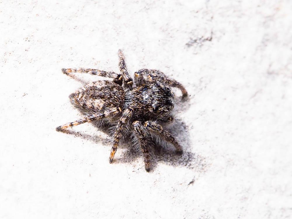 Saltique sanguinolent Philaeus chrysops (Poda, 1761)