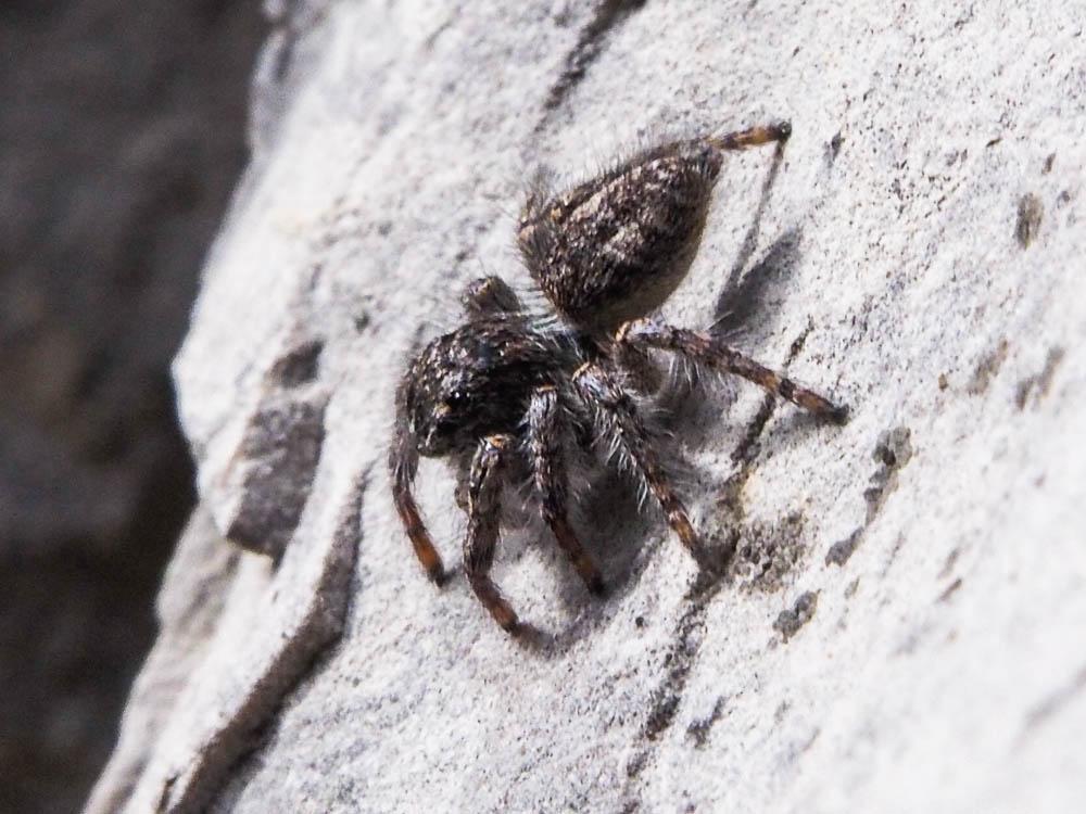 Saltique sanguinolent Philaeus chrysops (Poda, 1761)