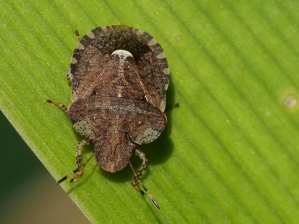 Sciocoris sideritidis Wollaston, 1858