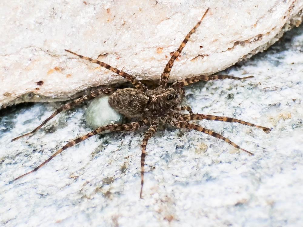 Pardosa Koch, 1847
