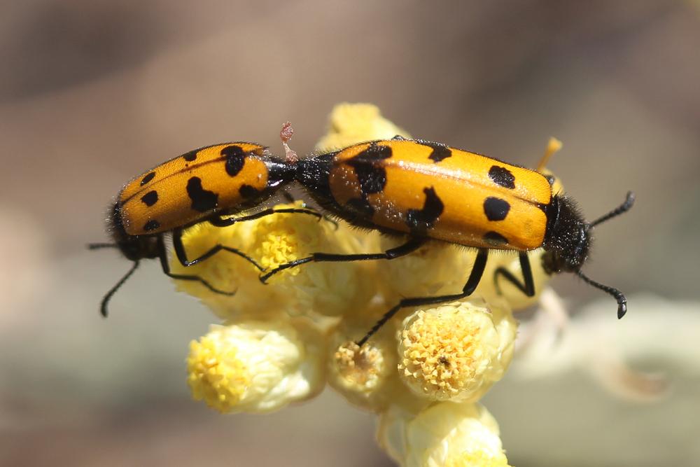  Mylabris connata (Rey, 1892)