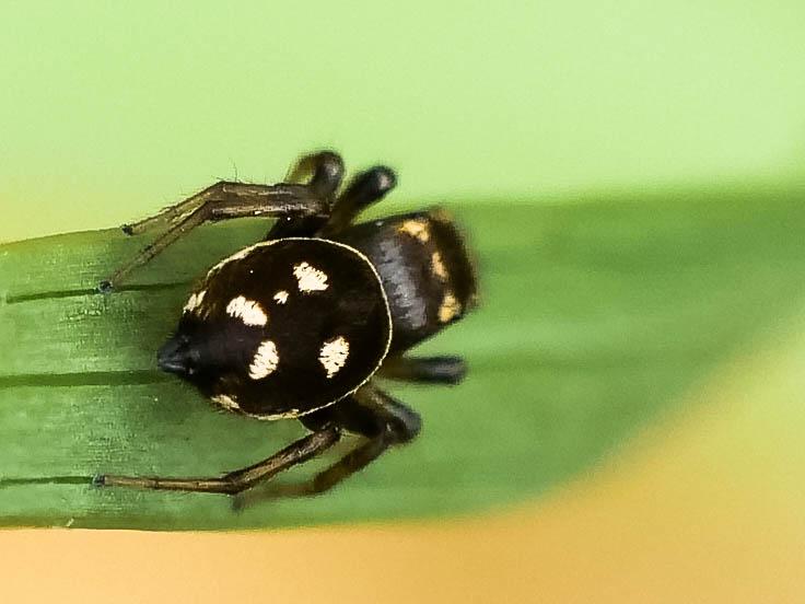 Heliophanus apiatus Simon, 1868